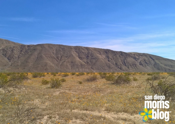 anza-borrego