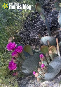 anza-borrego