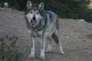 wolf at the CA wolf center