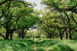 Green tree lined path