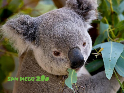 zoo zoo