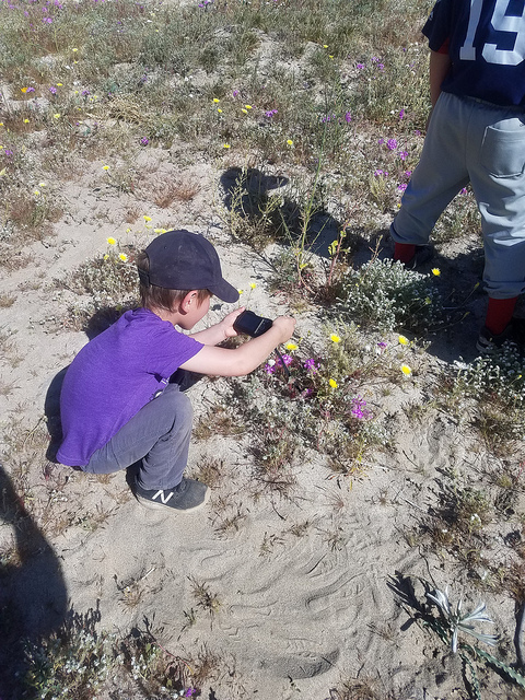 boy taking pictures of wildflowers