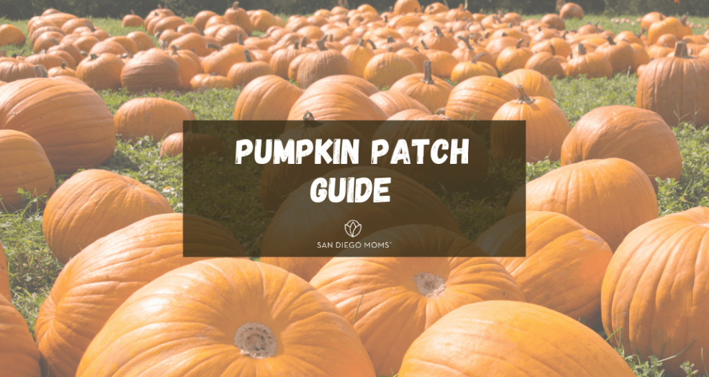 2020 San Diego Pumpkin Patch Guide