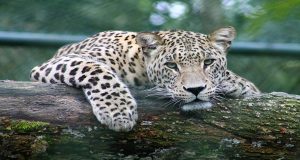 Leopard resting on a log