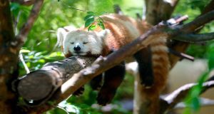 Red Panda asleep in a tree