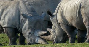 Two Rhinos posturing
