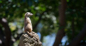 meerkat sitting on top of a termite mound
