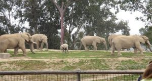 an elephant herd stands together around a baby