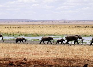 an elephant herd walks across the African savanna