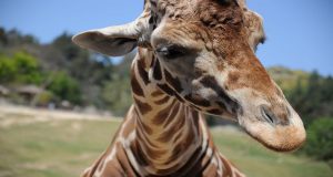 A close up of a giraffes head with open grassland in the background