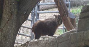 A baby Golden Takin stands on a ledge between two trees