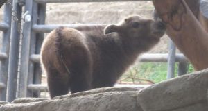 A baby Golden Takin rubs its nose on a nearby tree trunk