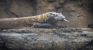 Komodo dragon lounges on a rock with her tongue out
