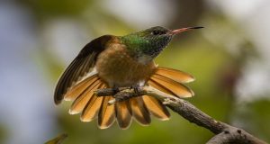 An emerald hummingbird sitting on a tree branch