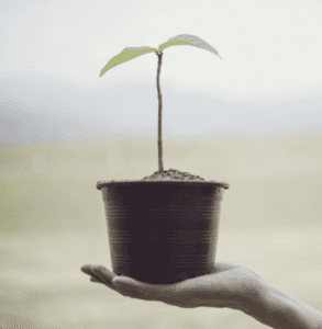 Potting New Plants for Earth Day