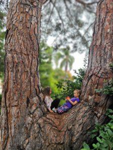 kids sitting in large tree