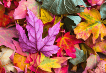 Fall Leaves Symbolize the New Season