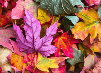 Fall Leaves Symbolize the New Season