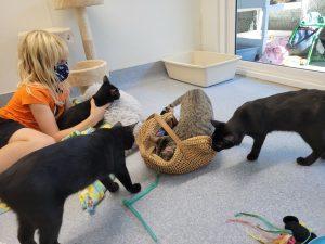 Socializing with cats at Friends of Cats