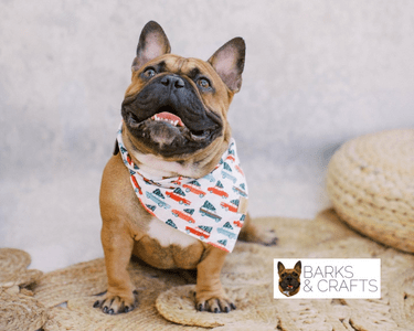 frenchie with collar