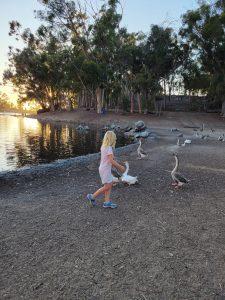 Geese at Chollas Lake