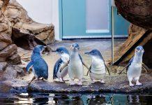 blue penguins birch aquarium